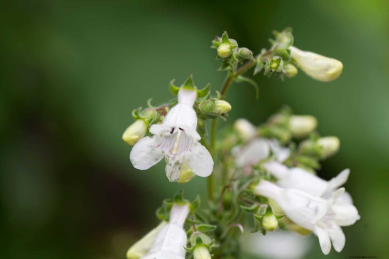 Attract Pollinators: 23 Native Plants for a Thriving Backyard Ecosystem
