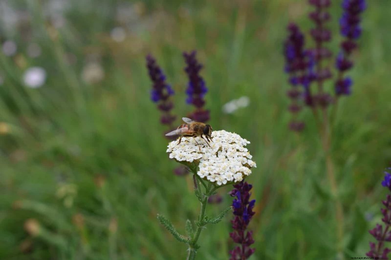 Attract Pollinators: 23 Native Plants for a Thriving Backyard Ecosystem