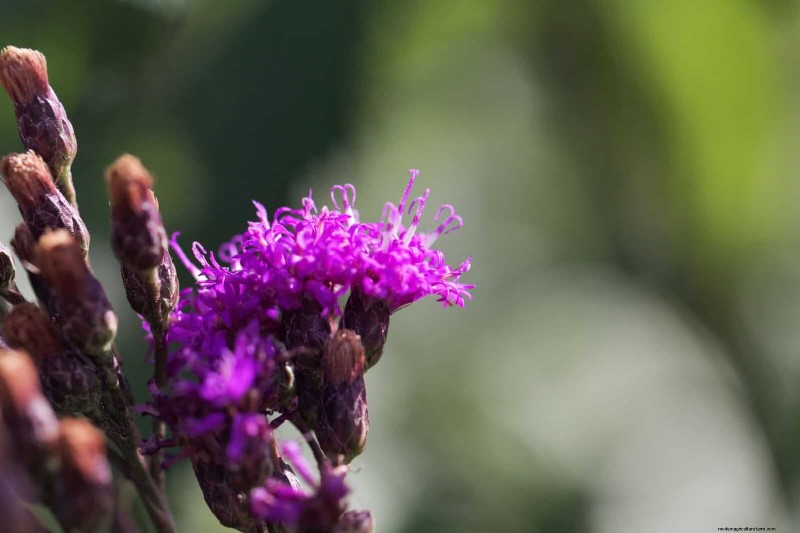 Attract Pollinators: 23 Native Plants for a Thriving Backyard Ecosystem