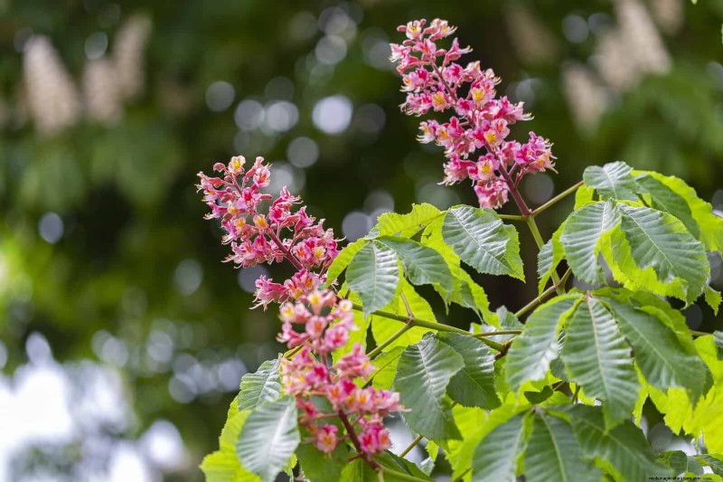 Attract Pollinators: 23 Native Plants for a Thriving Backyard Ecosystem