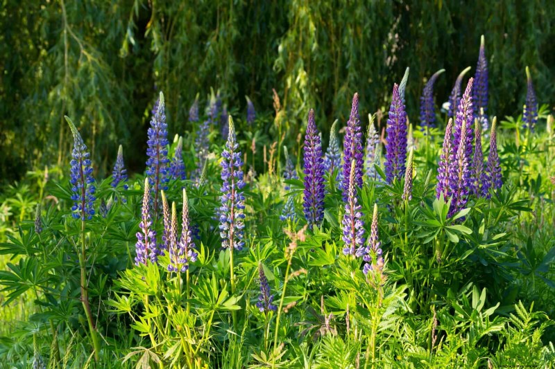 Attract Pollinators: 23 Native Plants for a Thriving Backyard Ecosystem