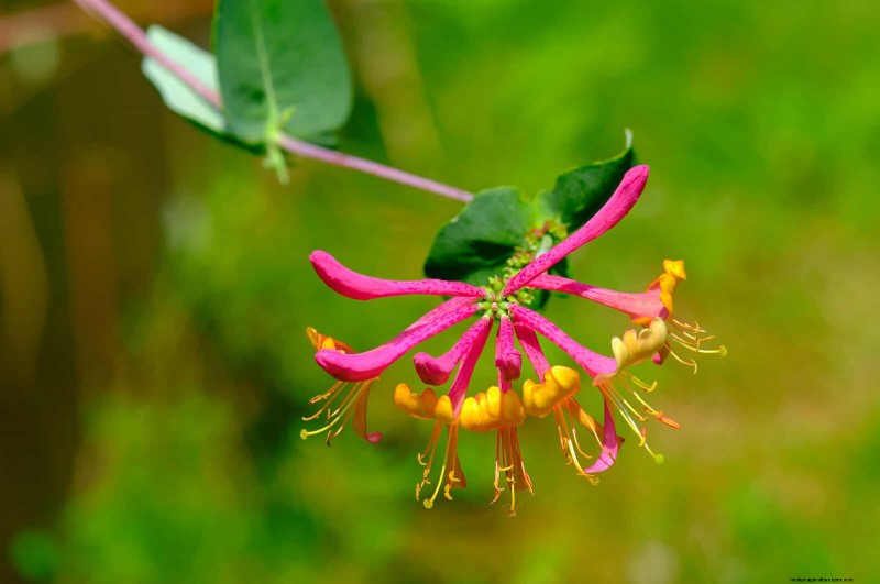 Attract Pollinators: 23 Native Plants for a Thriving Backyard Ecosystem