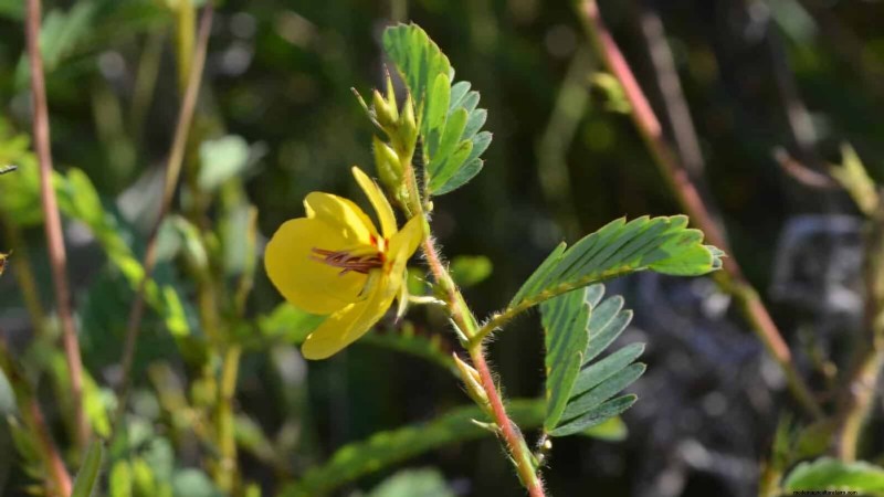 Attract Pollinators: 23 Native Plants for a Thriving Backyard Ecosystem
