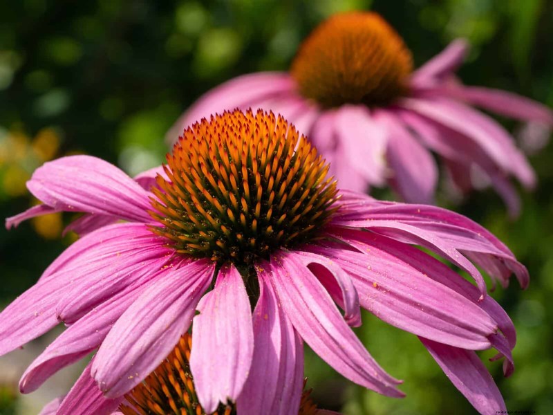Attract Pollinators: 23 Native Plants for a Thriving Backyard Ecosystem