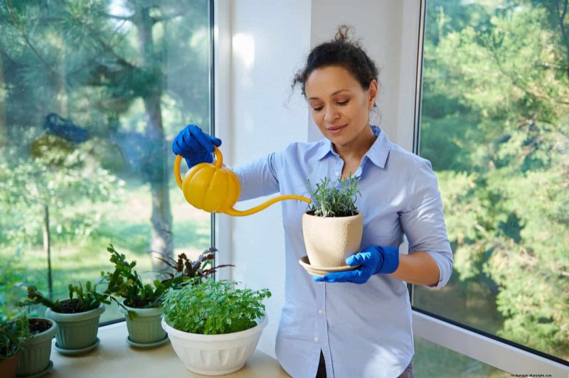 Hard Water & Sensitive Plants: 24 Signs of Mineral Stress