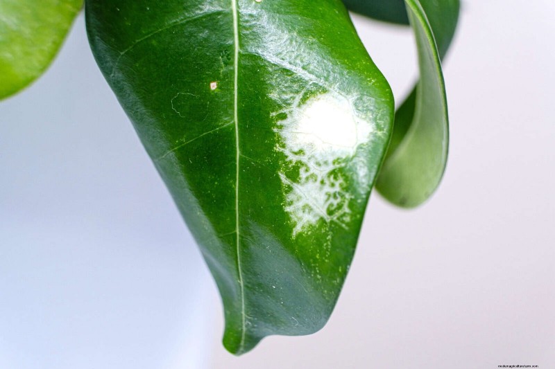 Hard Water & Sensitive Plants: 24 Signs of Mineral Stress