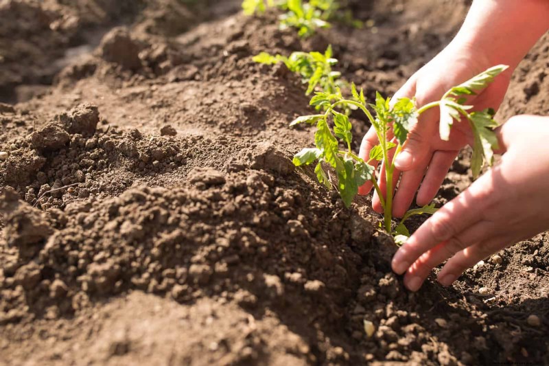 Hard Water & Sensitive Plants: 24 Signs of Mineral Stress
