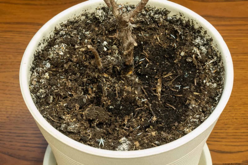 Hard Water & Sensitive Plants: 24 Signs of Mineral Stress