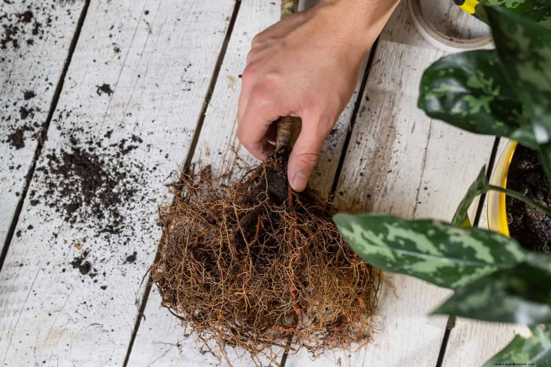 Hard Water & Sensitive Plants: 24 Signs of Mineral Stress