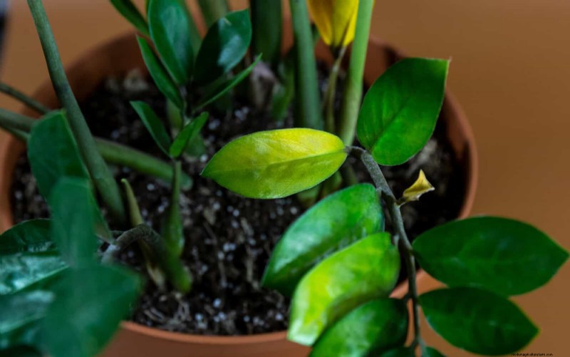 Hard Water & Sensitive Plants: 24 Signs of Mineral Stress