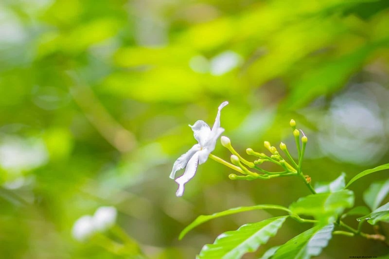 Hard Water & Sensitive Plants: 24 Signs of Mineral Stress