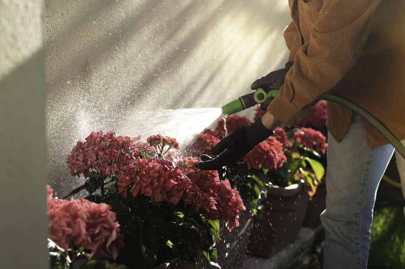 Hard Water & Sensitive Plants: 24 Signs of Mineral Stress