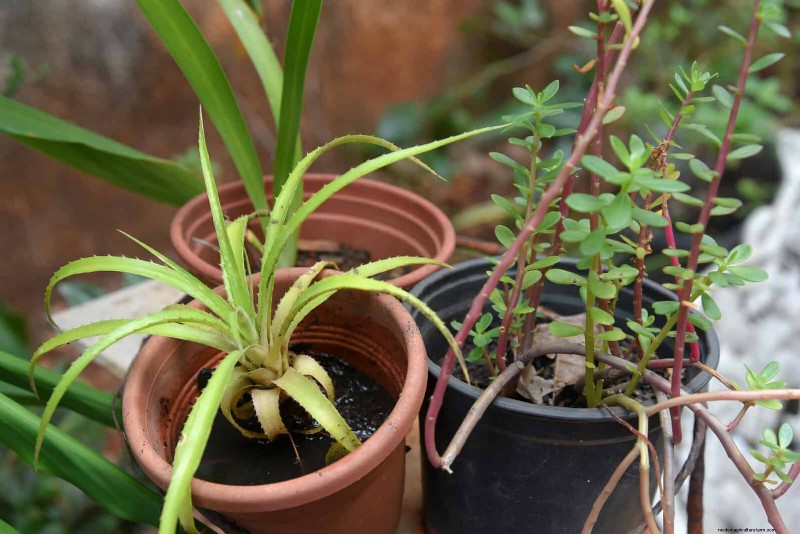 Hard Water & Sensitive Plants: 24 Signs of Mineral Stress