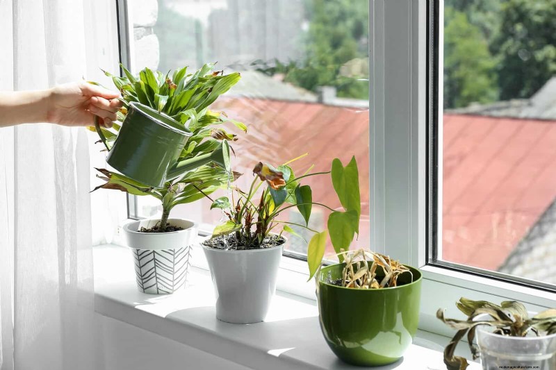 Hard Water & Sensitive Plants: 24 Signs of Mineral Stress