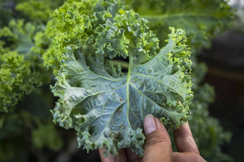 Hard Water & Sensitive Plants: 24 Signs of Mineral Stress