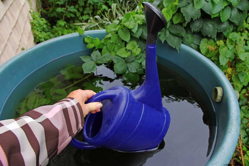 Hard Water & Sensitive Plants: 24 Signs of Mineral Stress