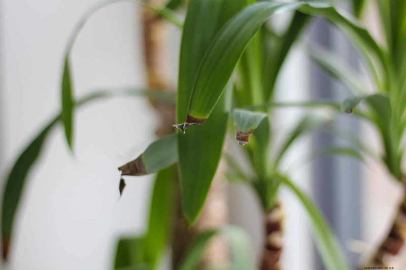 Hard Water & Sensitive Plants: 24 Signs of Mineral Stress