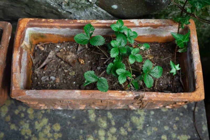 Hard Water & Sensitive Plants: 24 Signs of Mineral Stress