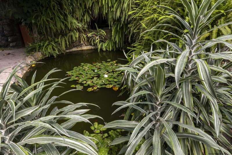 Hard Water & Sensitive Plants: 24 Signs of Mineral Stress