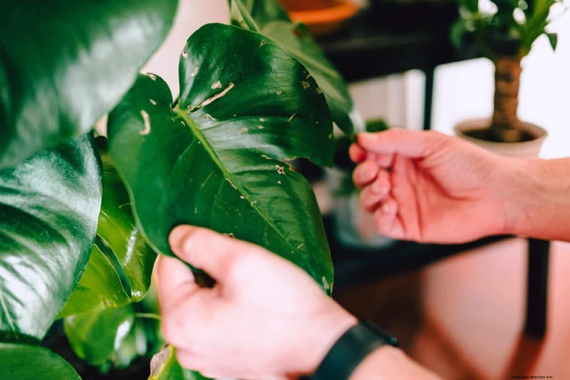 Hard Water & Sensitive Plants: 24 Signs of Mineral Stress
