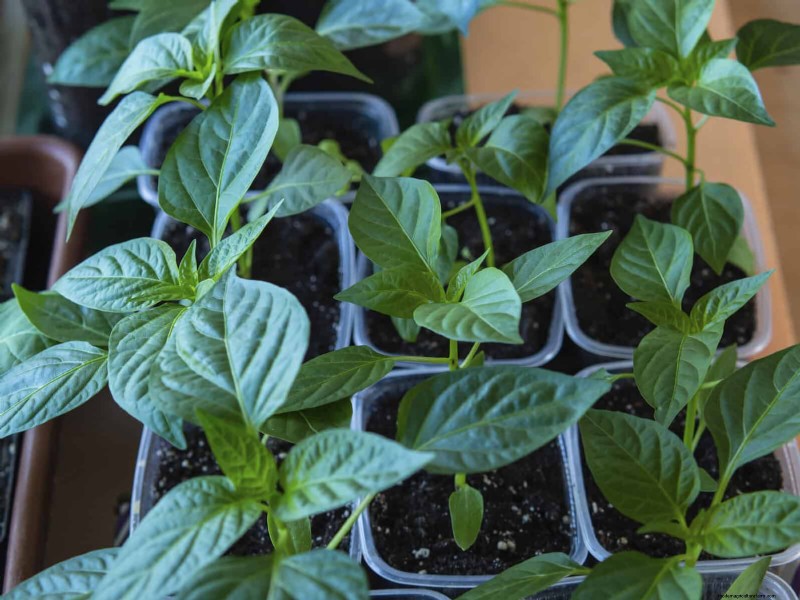 Hard Water & Sensitive Plants: 24 Signs of Mineral Stress