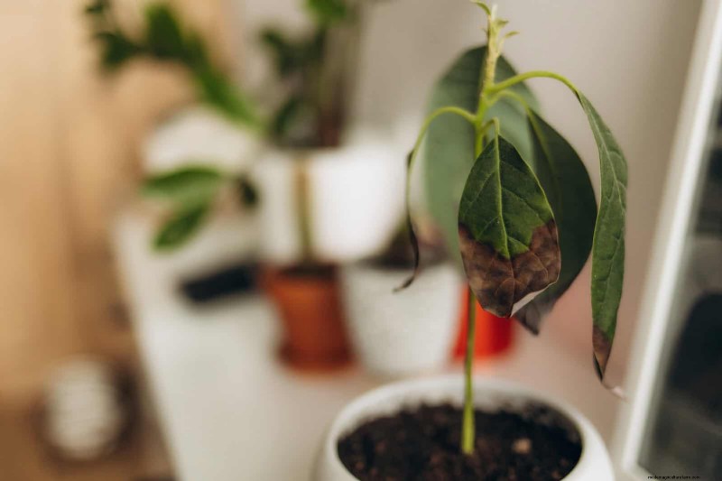 Hard Water & Sensitive Plants: 24 Signs of Mineral Stress