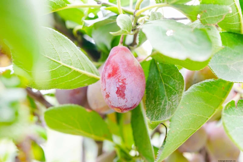 Hard Water & Sensitive Plants: 24 Signs of Mineral Stress
