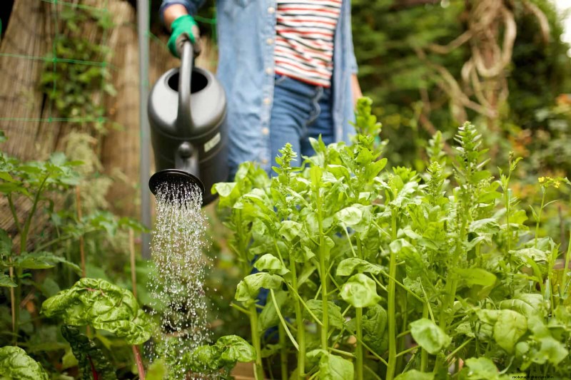 Hard Water & Sensitive Plants: 24 Signs of Mineral Stress