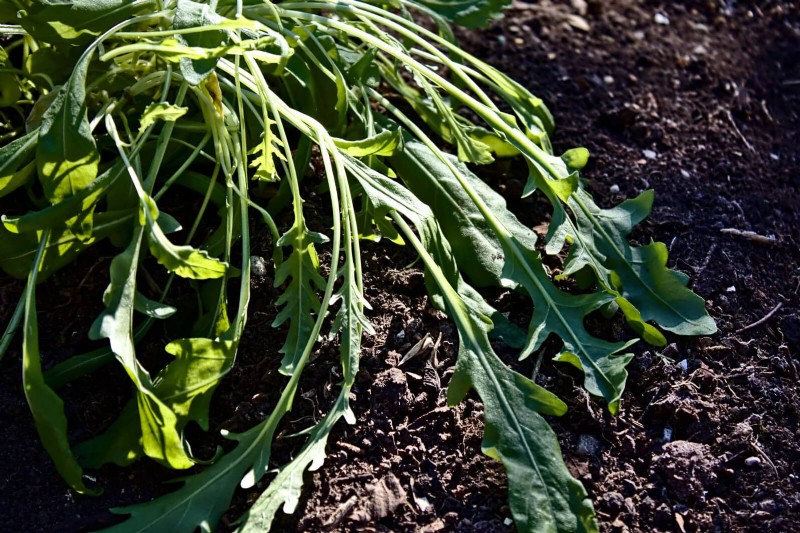 Avoid These 30 Common Gardening Mistakes: A Beginner s Guide
