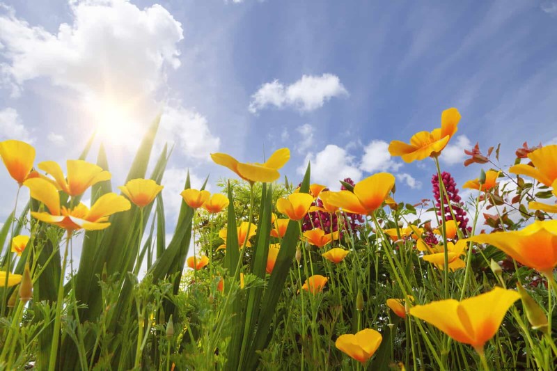 Avoid These 30 Common Gardening Mistakes: A Beginner s Guide