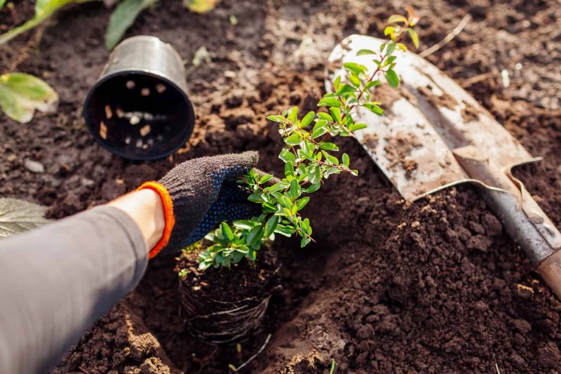 Avoid These 30 Common Gardening Mistakes: A Beginner s Guide