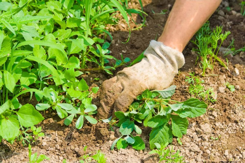 Avoid These 30 Common Gardening Mistakes: A Beginner s Guide