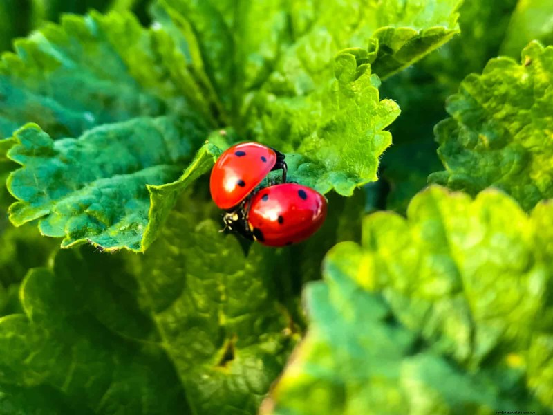 Avoid These 30 Common Gardening Mistakes: A Beginner s Guide