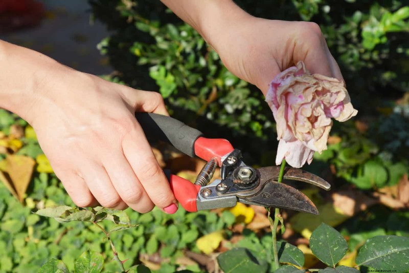 Avoid These 30 Common Gardening Mistakes: A Beginner s Guide
