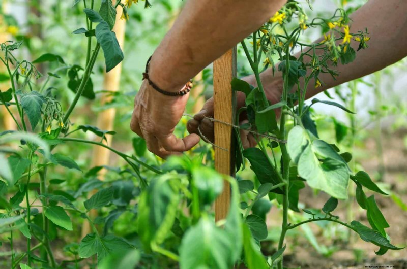 Avoid These 30 Common Gardening Mistakes: A Beginner s Guide