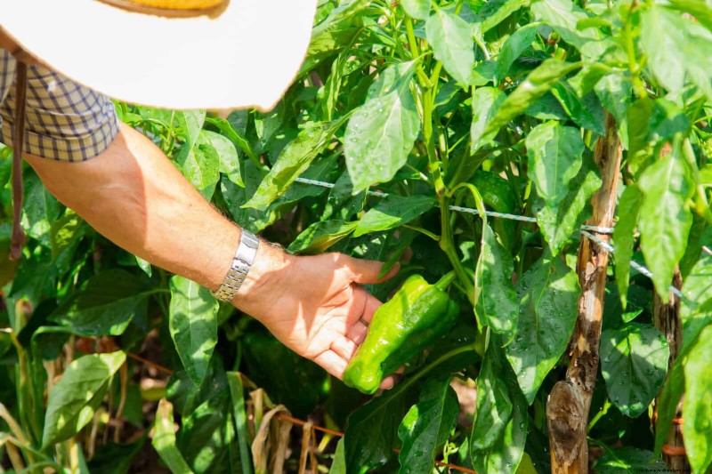 Avoid These 30 Common Gardening Mistakes: A Beginner s Guide