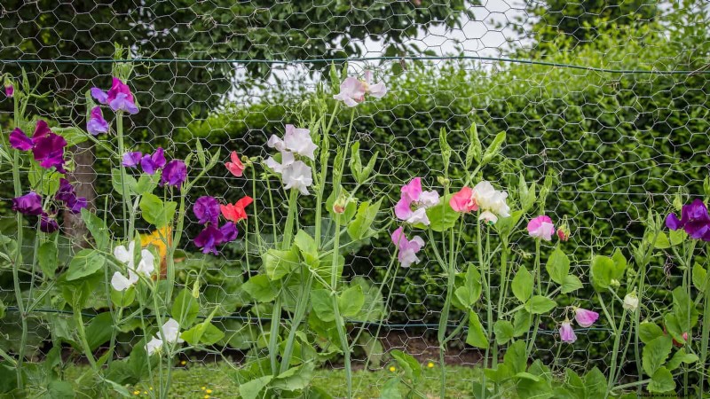 Avoid These 30 Common Gardening Mistakes: A Beginner s Guide