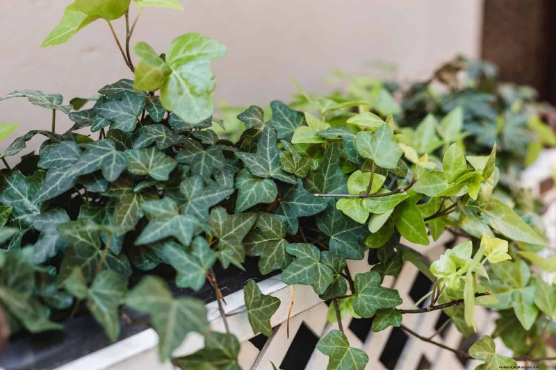 Avoid These 30 Common Gardening Mistakes: A Beginner s Guide