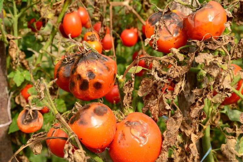 Avoid These 30 Common Gardening Mistakes: A Beginner s Guide