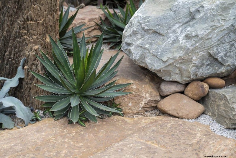 Unique Drought-Tolerant Plants for a Stunning Summer Garden