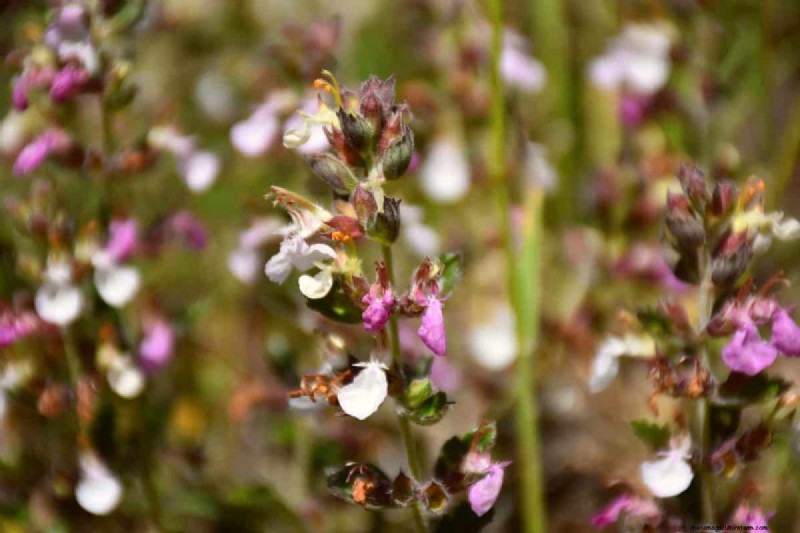 Unique Drought-Tolerant Plants for a Stunning Summer Garden