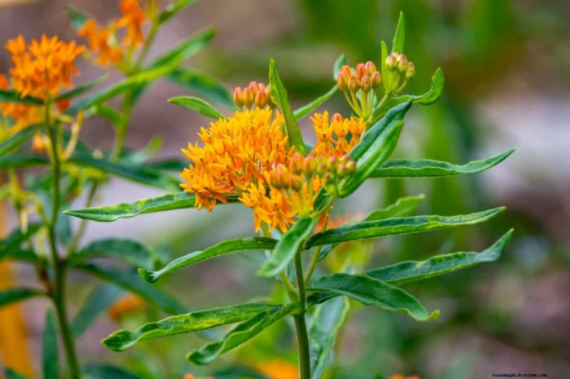 Unique Drought-Tolerant Plants for a Stunning Summer Garden