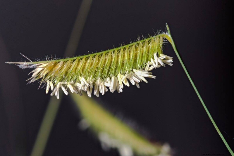 Unique Drought-Tolerant Plants for a Stunning Summer Garden