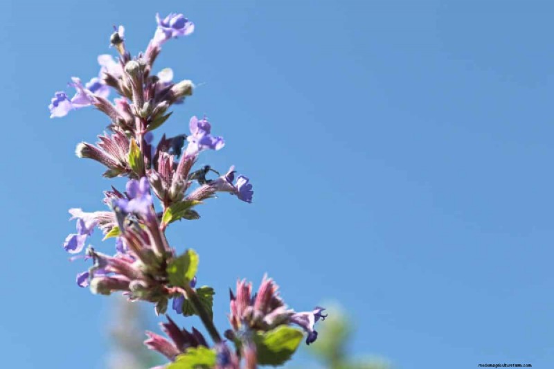 Unique Drought-Tolerant Plants for a Stunning Summer Garden