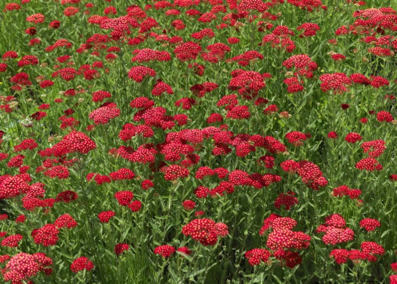 Unique Drought-Tolerant Plants for a Stunning Summer Garden
