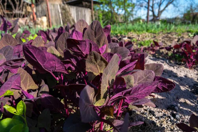 Unique Drought-Tolerant Plants for a Stunning Summer Garden