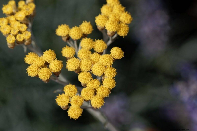 Unique Drought-Tolerant Plants for a Stunning Summer Garden