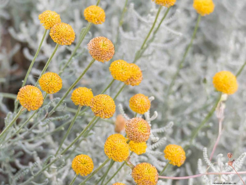 Unique Drought-Tolerant Plants for a Stunning Summer Garden
