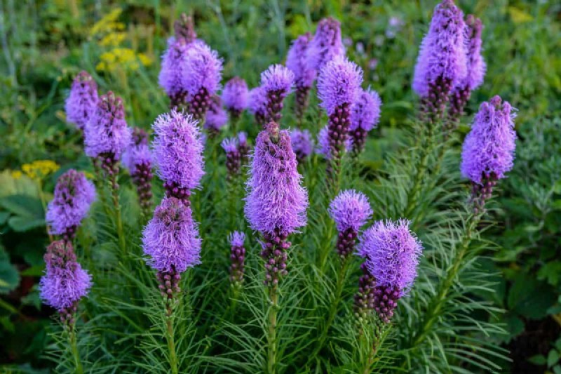 Unique Drought-Tolerant Plants for a Stunning Summer Garden