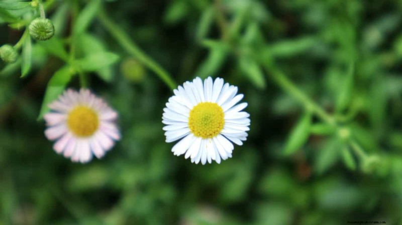 Unique Drought-Tolerant Plants for a Stunning Summer Garden